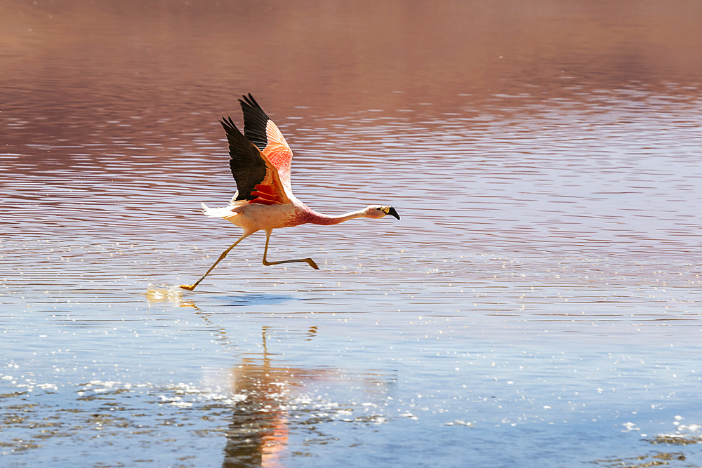 Flamingo running on Laguna Colorada, Eduardo Avaroa National Park; Potosi Department, Bolivia