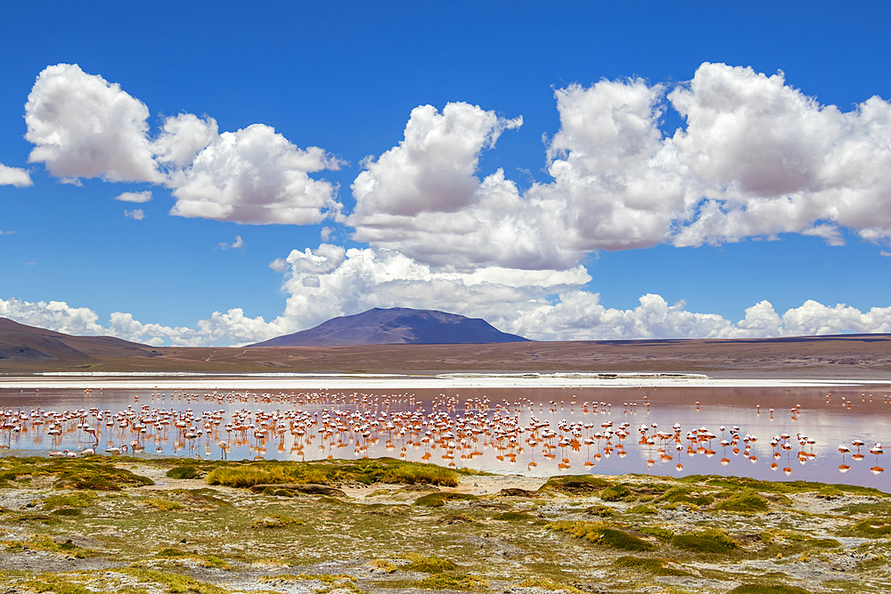 Flamingos on Laguna Colorada, Eduardo Avaroa National Park; Potosi Department, Bolivia