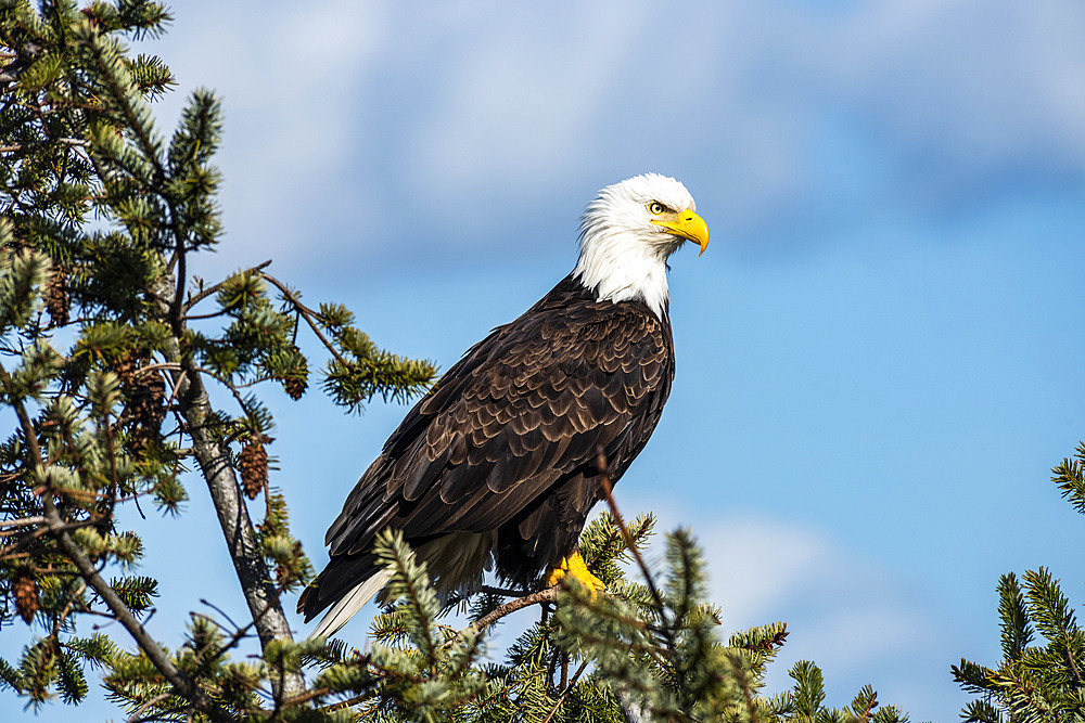 Bald Eagle (Haliaeetus leucocephalus) in an evergreen tree; Marrowstone Island, Washington, United States of America
