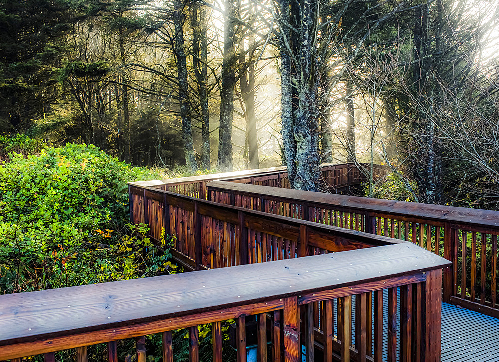 Boardwalk through a forest with the sunrise shining through mist, Cape Disappointment; Washington, United States of America