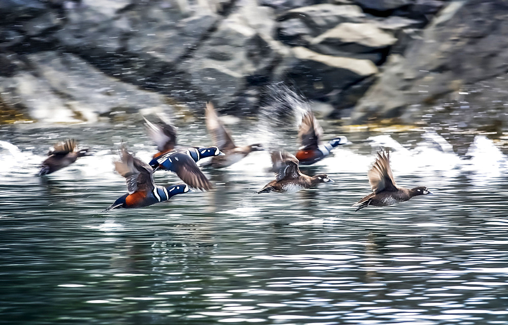 Harlequin ducks (Histrionicus histrionicus) take to flight in Little Tutka Bay, on the South side of Kachemak Bay, near Homer; Alaska, United States of America