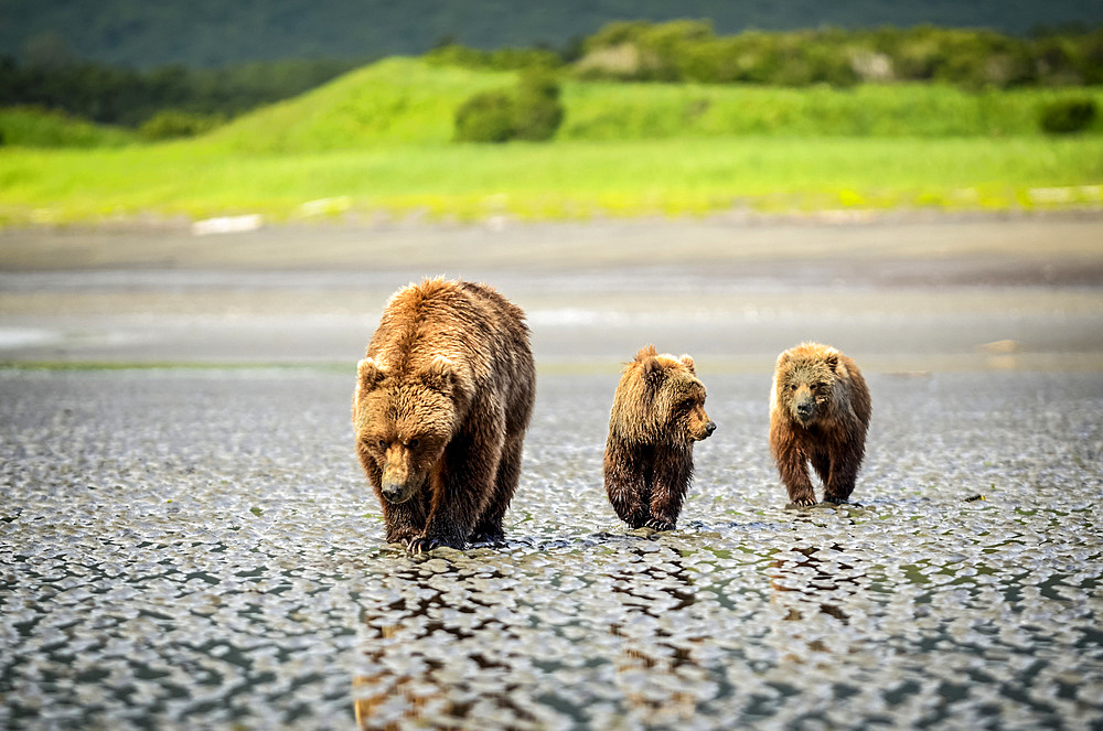 Bear (Ursus arctos) viewing at Hallo Bay Camp. A sow and her two cubs hunt for clams while awaiting the arrival of salmon to local streams; Alaska, United States of America