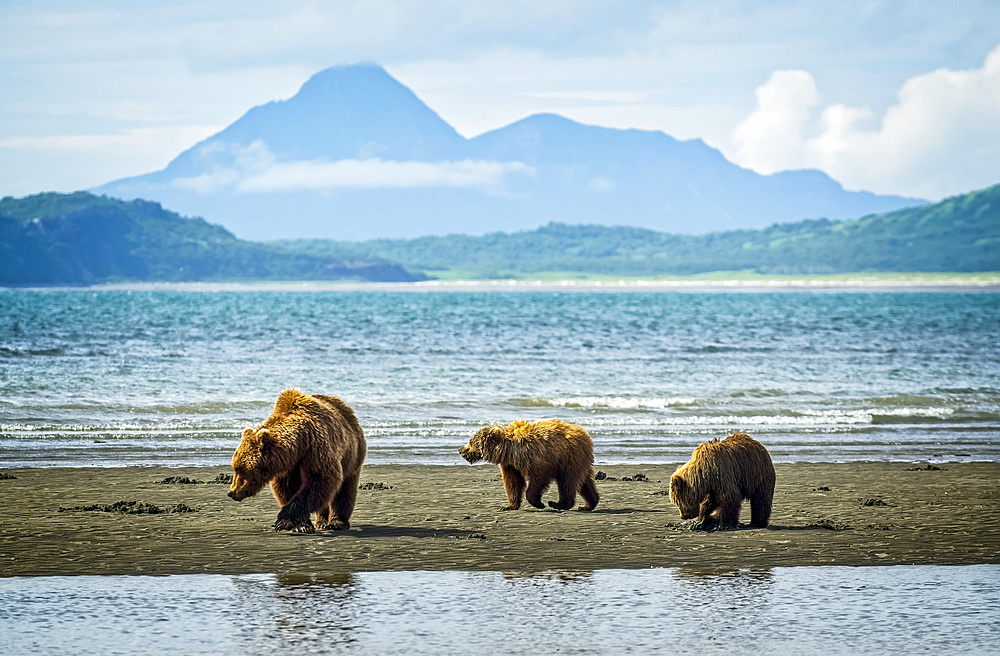 Bear (Ursus arctos) viewing at Hallo Bay Camp. A sow and her two cubs hunt for clams while awaiting the arrival of salmon to local streams; Alaska, United States of America