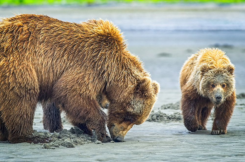 Bear (Ursus arctos) viewing at Hallo Bay Camp. A sow and her two cubs hunt for clams while awaiting the arrival of salmon to local streams; Alaska, United States of America