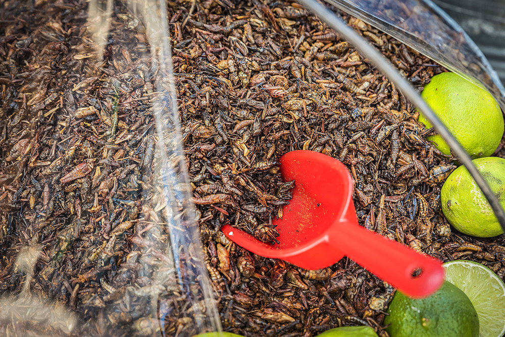 Fried grasshoppers, known as chapulines, for sale; San Cristobal de las Casas, Chiapas, Mexico