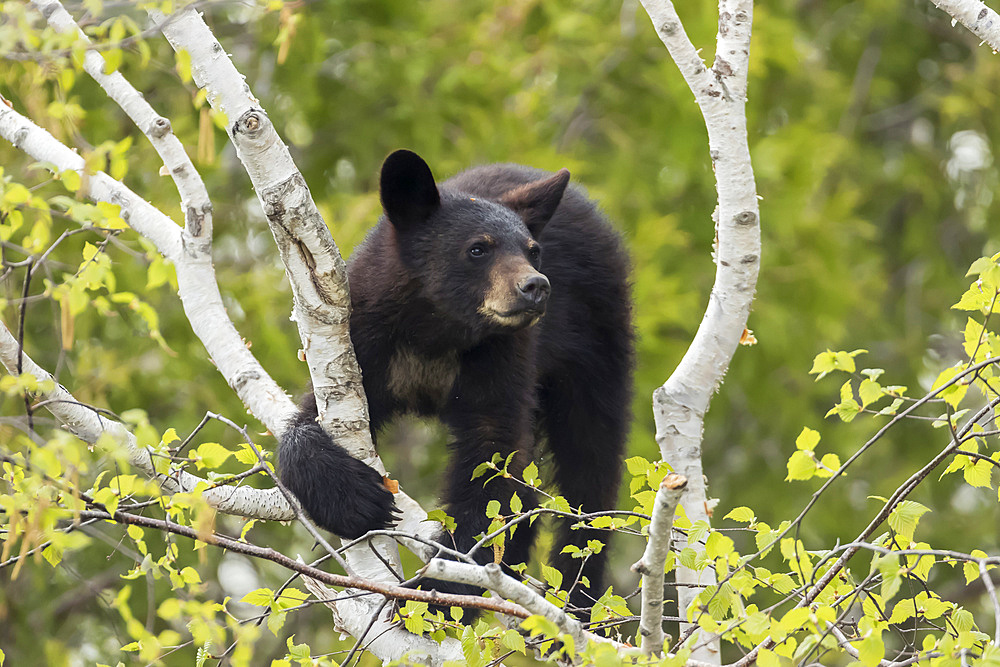Black bear cub (Ursus americanus) in a tree looking out; Quebec, Canada