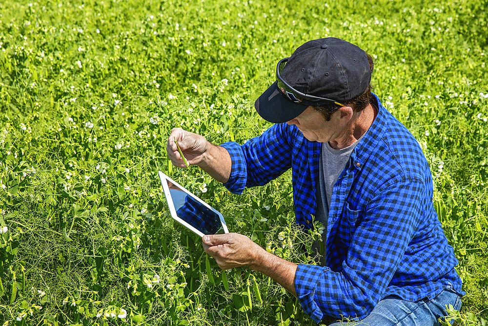 Farmer crouching in a pea field using a tablet and inspecting the yield; Alberta, Canada