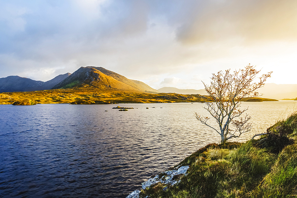 A small bare tree on the banks of Derryclare Lough at sunrise with the Connemara mountains in the distance in winter; Connemara, County Galway, Ireland