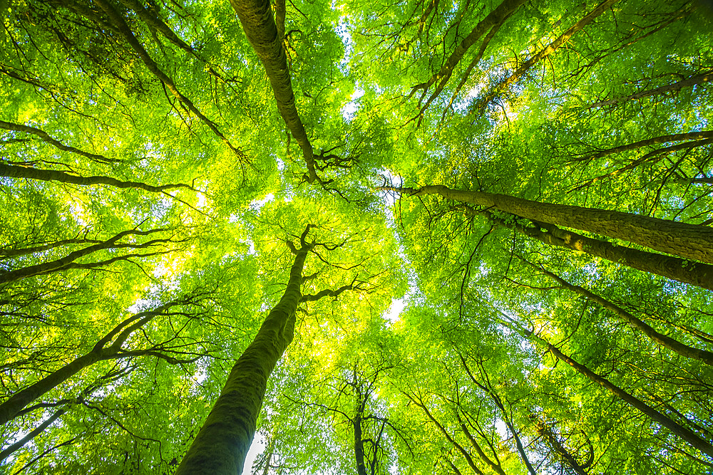 Looking up at the fractal patterns formed by the trees in the forest, Lough Graney; County Clare, Ireland