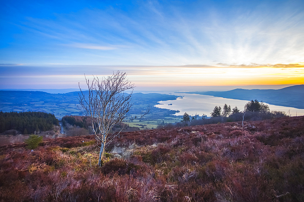 Lone birch tree on a hill surrounded with heather over looking a lake at sunrise; Killaloe, County Clare, Ireland