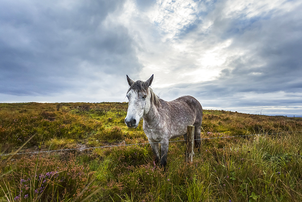 White Irish horse in a boggy field with heather on a cloudy day; Scariff, County Clare, Ireland