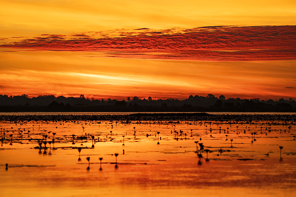 Nong Han Lake and the Red Lotus Sea glowing orange at sunset; Thailand