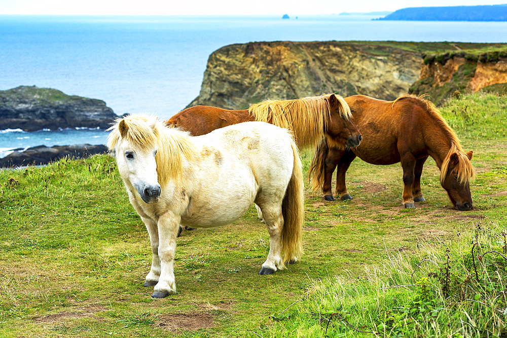 Horses on grassy meadow with rocky cliff shoreline in the background; Cornwall County, England