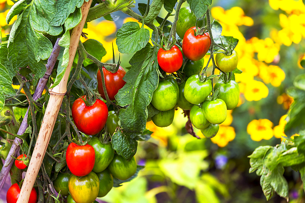 Close up of cherry tomatoes of mixed ripeness on the vine; Cornwall County, England