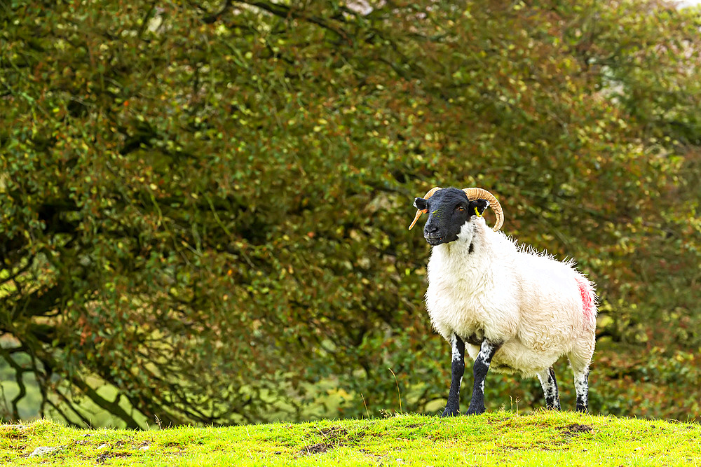 A solitary ram on a grassy hill with trees in the background; Cornwall County, England