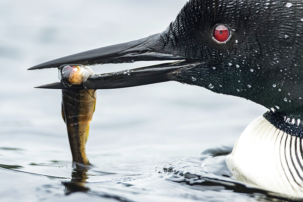 Adult common loon (Gavia immer) holding a small trout in his bill, La Mauricie National Park; Quebec, Canada