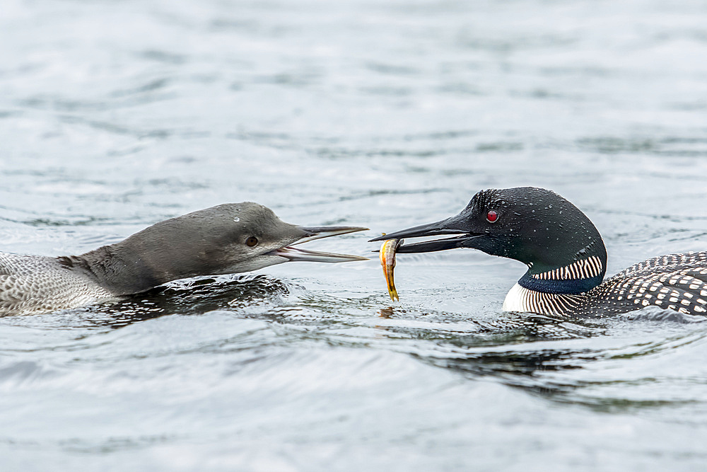 Adult common loon (Gavia immer) feeding his young with a small trout, La Mauricie National Park; Quebec, Canada