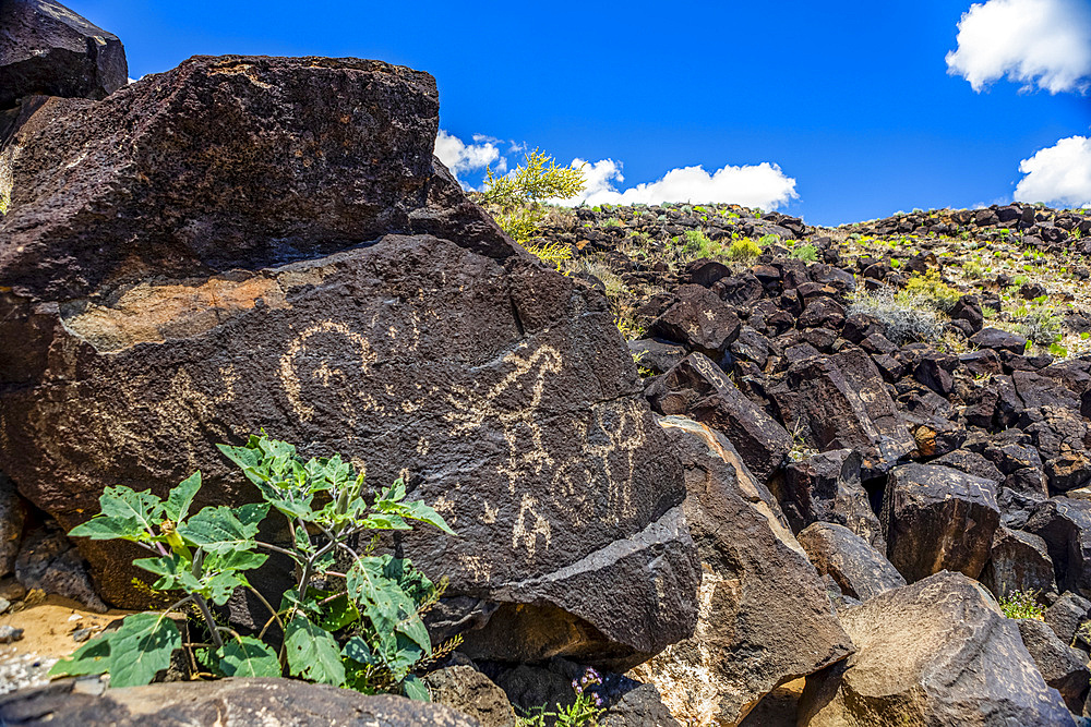 Petroglyphs on volcanic rock surrounded by sagebrush in Piedras Marcadas Canyon, Petroglyph National Monument on a sunny, spring afternoon; Albuquerque, New Mexico, United States of America