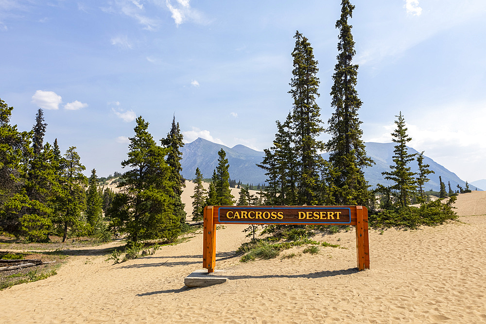 The Carcross Desert on a sunny, blue sky, summer day, with sand dunes and spruce trees in foreground and Caribou Mountain in background; Carcross, Yukon, Canada