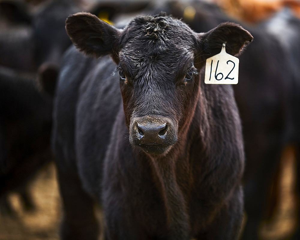 A single calf tagged 162 looking straight at you cropped tightly; Eastend, Saskatchewan, Canada