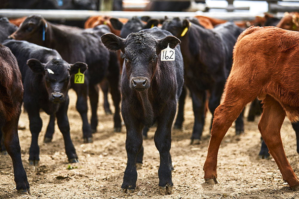 A group of calves with ear tags looking at the camera; Eastend, Saskatchewan, Canada