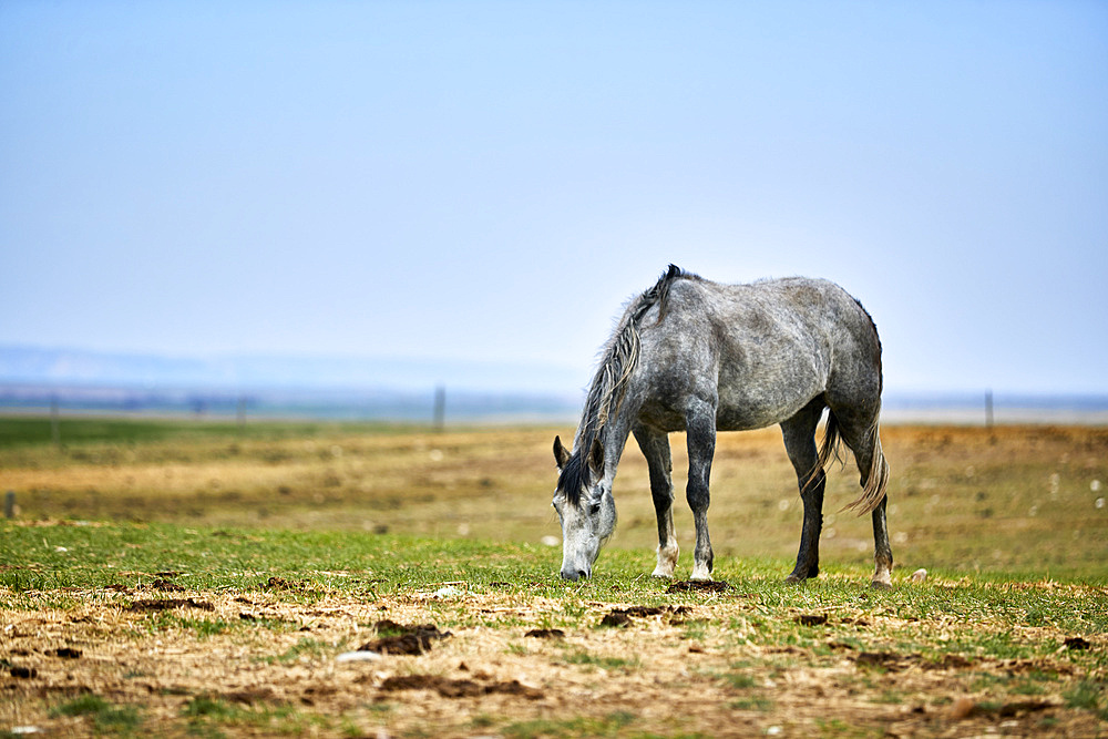 A grey horse eating in a pasture with straw on the ground, an open blue sky behind and a fence line on the horizon; Eastend, Saskatchewan, Canada