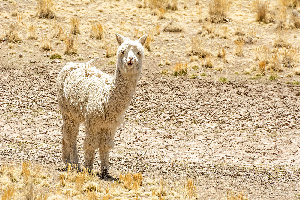 White alpaca (Vicugna pacos) looking at the camera; Peru