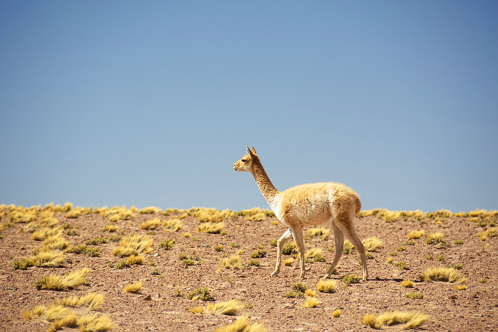 Guanaco (Lama guanicoe) walking from right to left against blue sky in the desert; Atacama, Chile