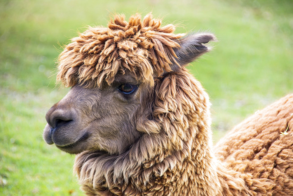 Close-up portrait of an alpaca (Vicugna pacos); Cusco, Cusco, Peru