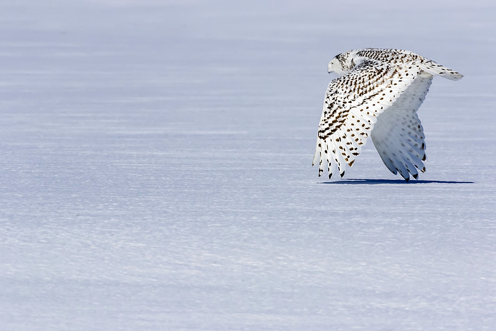 Snowy owl (Bubo scandiacus) in flight at ground level over snow; Quebec, Canada