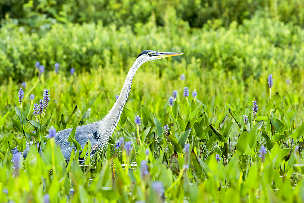 Great blue heron (Ardea herodias) standing and watching in a patch of pickerelweed plants (Pontederia cordata), La Mauricie National Park; Quebec, Canada