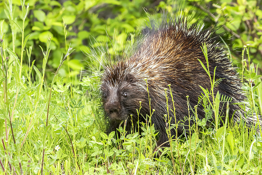 North American porcupine (Erethizon dorsatum) watching in vegetation on a lakeshore, Forillon National Park; Quebec, Canada