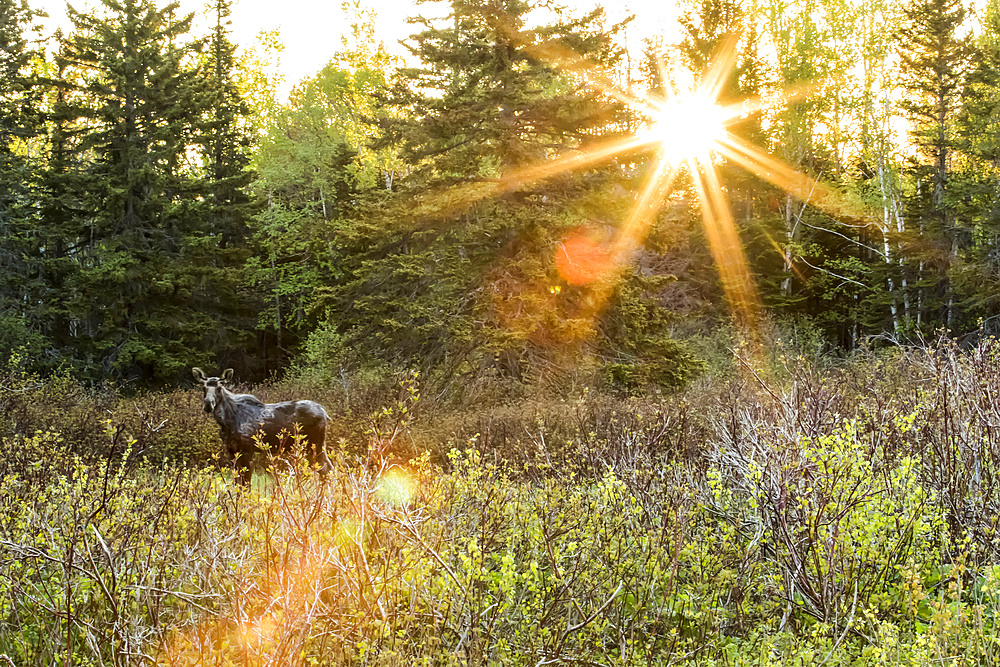 Young bull moose (Alces americanus) standing at sunrise in a meadow and looking towards the camera, Forillon National Park; Quebec, Canada