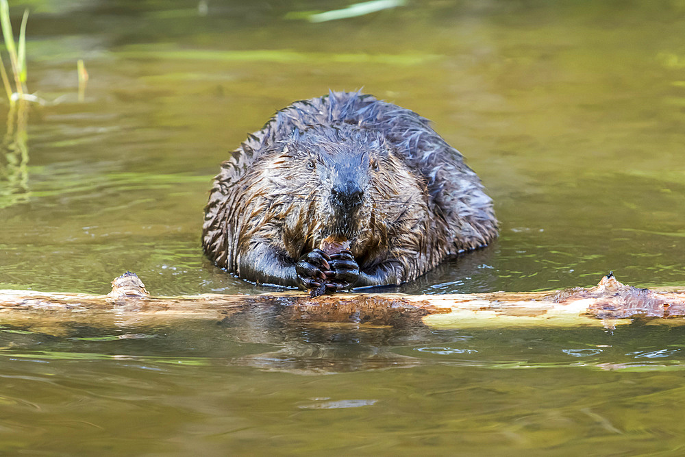 North American beaver (Castor canadensis) gnawing bark of a cut branch on a lakeshore, Forillon National Park; Quebec, Canada