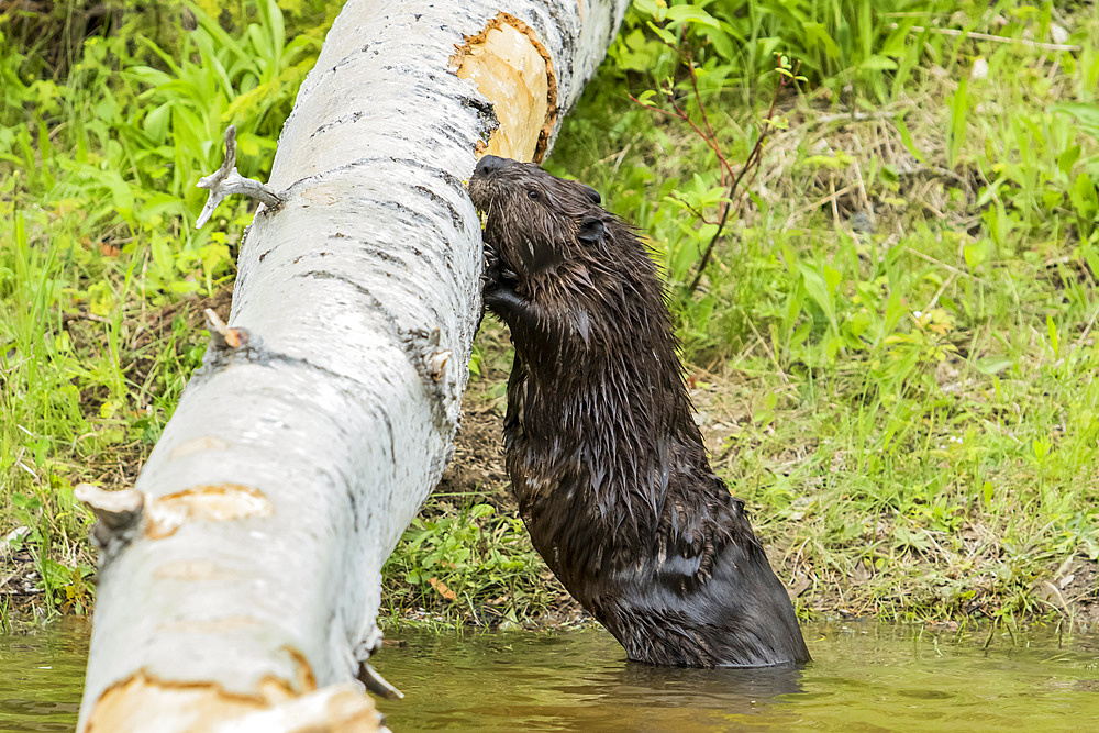 North American beaver (Castor canadensis) standing and gnawing the bark of a fallen birch tree on a lakeshore, Forillon National Park; Quebec, Canada