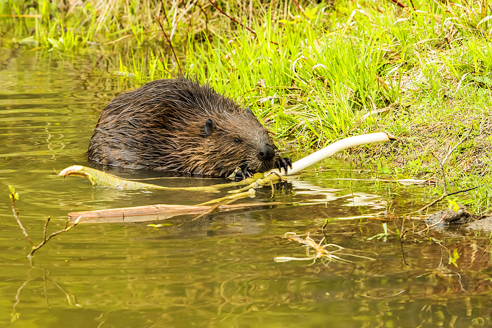 North American beaver (Castor canadensis) gnawing bark of a cut branch on a lakeshore, Forillon National Park; Quebec, Canada