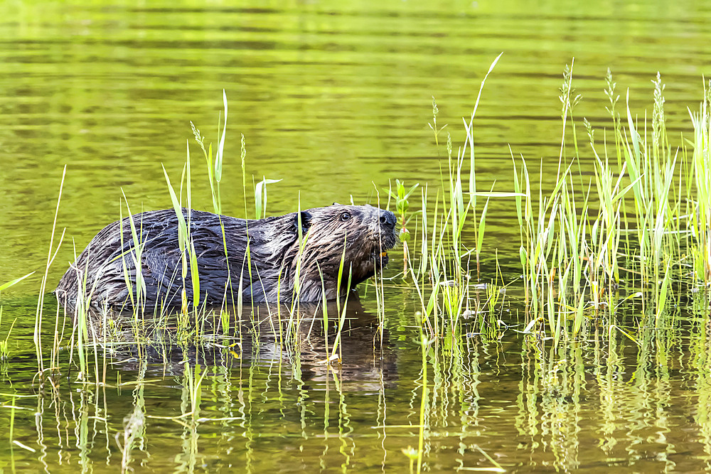 North American beaver (Castor canadensis) eating fresh aquatic vegetation on a lakeshore, Forillon National Park; Quebec, Canada