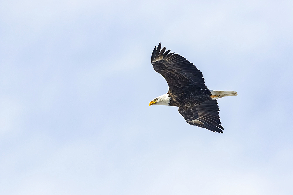 Bald eagle (Haliaeetus leucocephalus) in flight in a blue sky; Quebec, Canada