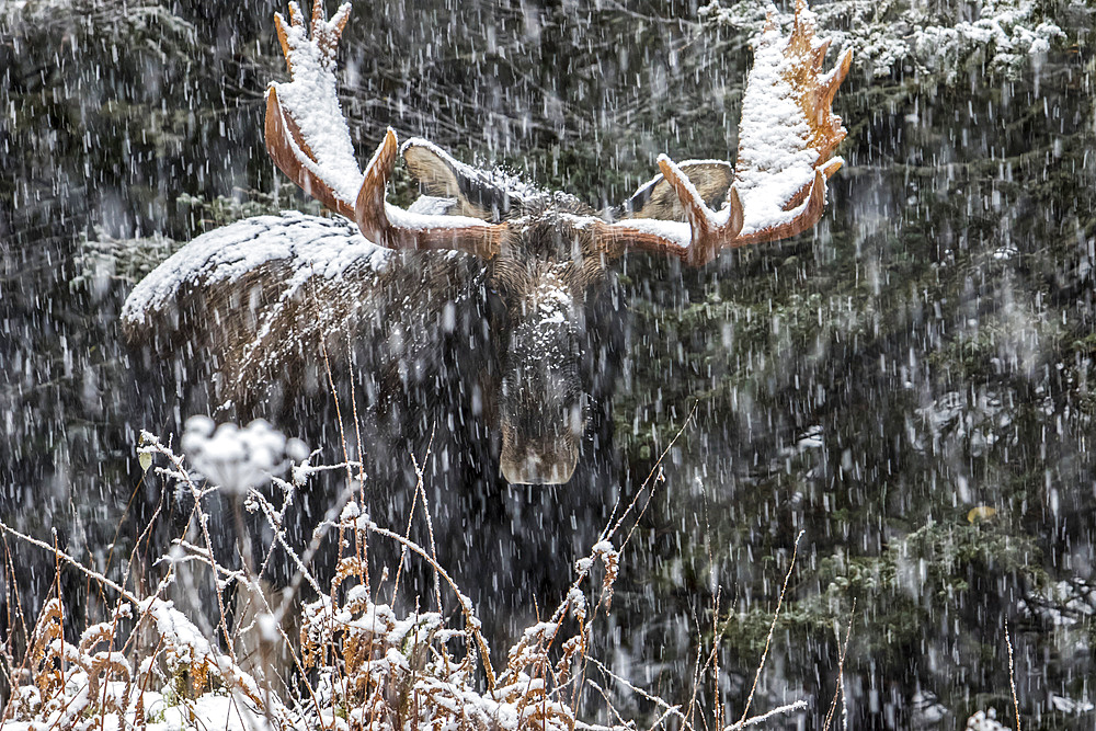 An old bull moose (Alces americanus) with huge antlers stands and watches under a snowstorm at the forest edge in winter, Gaspesie National Park; Quebec, Canada