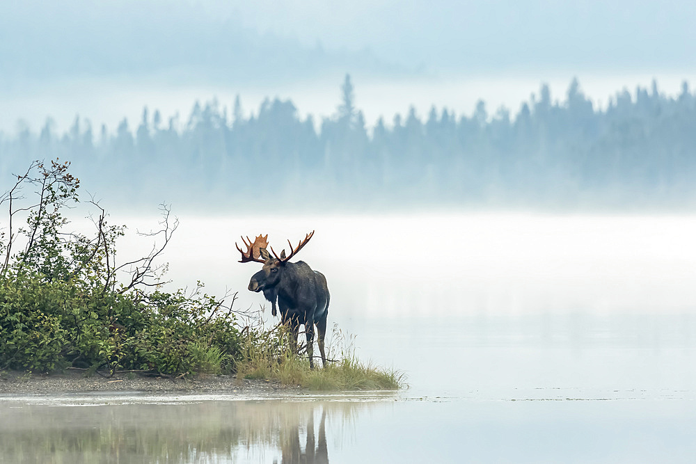 Dominant bull moose (Alces americanus) standing on a lakeshore during the rut and watching, with dense fog over the lake, Gaspesie National Park; Quebec, Canada