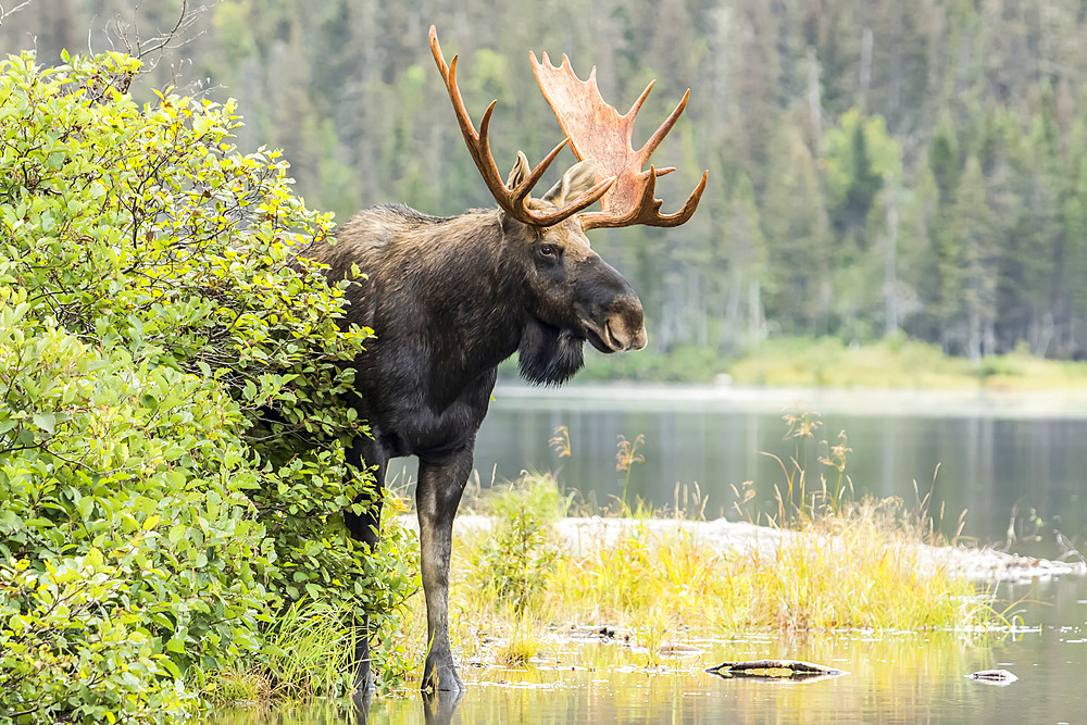 Dominant bull moose (Alces americanus) standing on a lakeshore during the rut and watching, Gaspesie National Park; Quebec, Canada