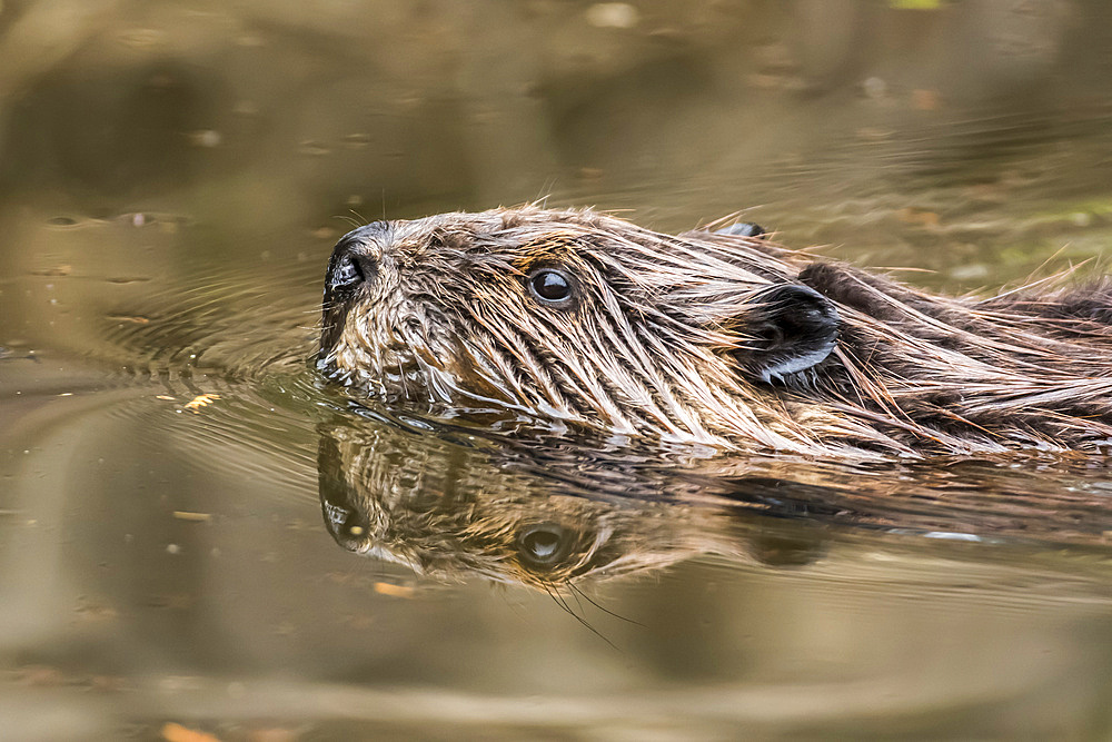 North American beaver (Castor canadensis) swimming in a lake, La Mauricie National Park; Quebec, Canada