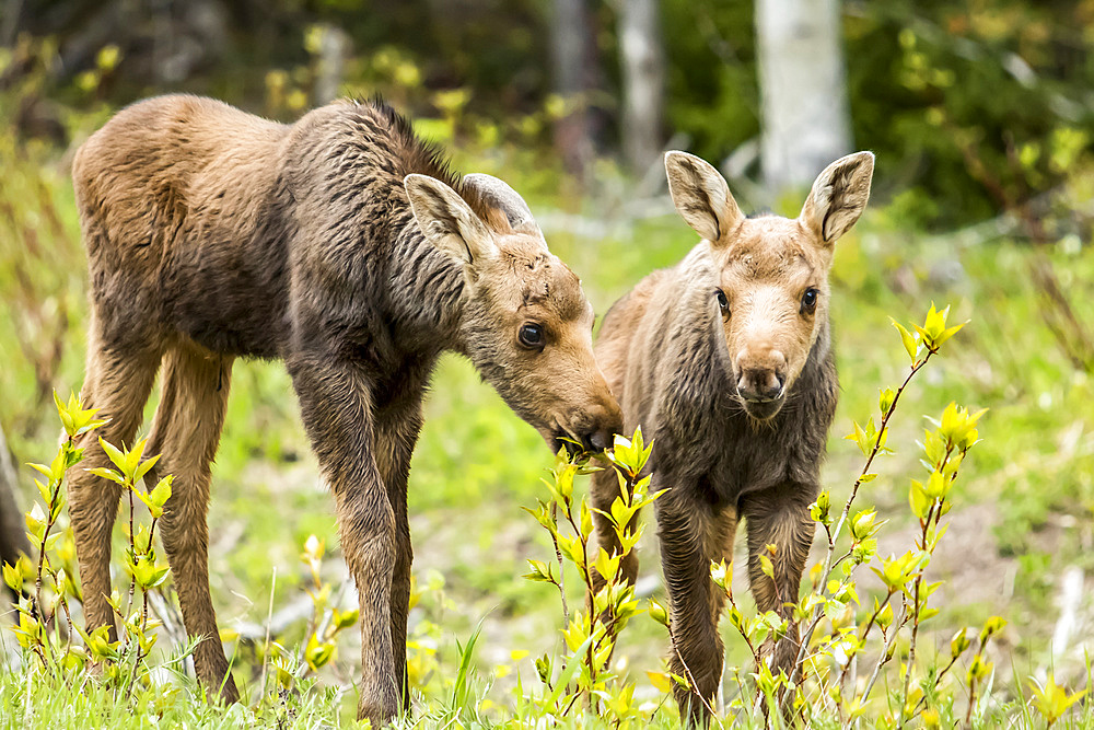 One month old moose calves (Alces americanus) standing in grass and watching, Forillon National Park; Quebec, Canada