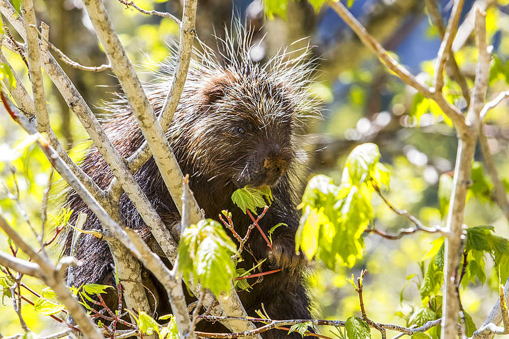 North American porcupine (Erethizon dorsatum) eating spring fresh leaves up in an aspen tree, Forillon National Park; Quebec, Canada