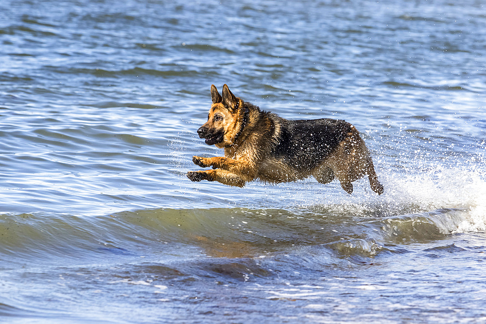 German shepherd running and jumping on the seashore; Sainte-Anne-des-Monts, Quebec, Canada