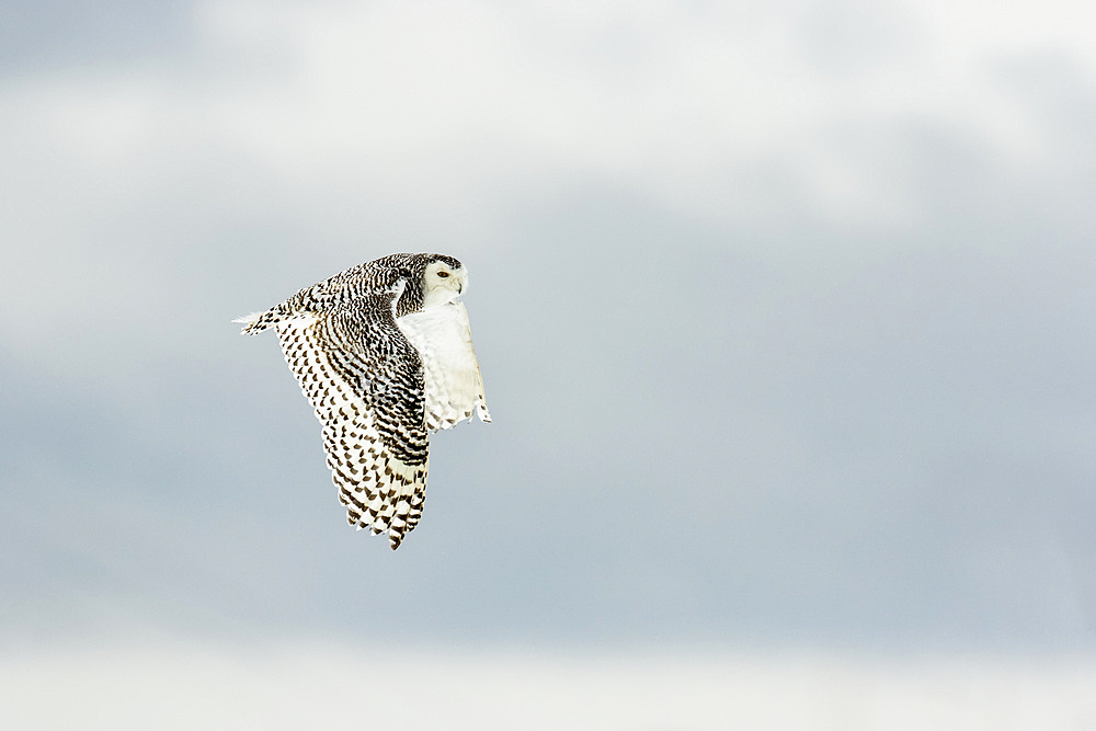 Snowy owl (Bubo scandiacus) in flight; Quebec, Canada