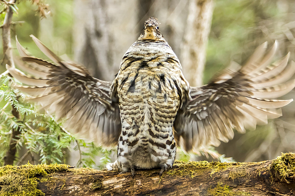 Ruffed grouse (Bonasa umbellus) drumming on a fallen log in spring, Gaspesie National Park; Quebec, Canada