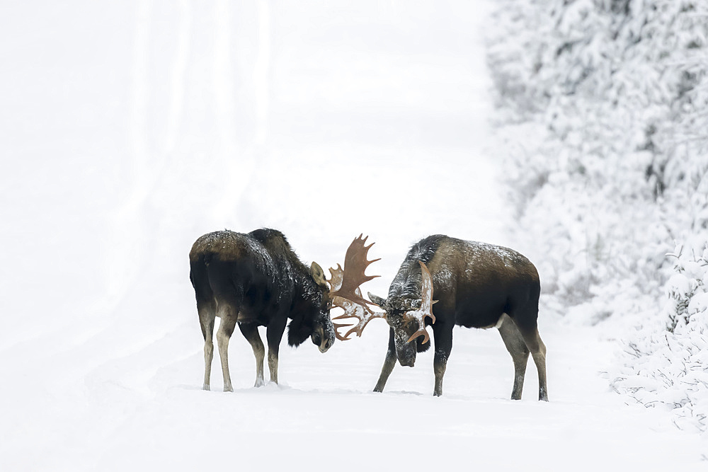 Two bull moose (Alces americanus) fight on a snowy forest road during the rut, Gaspesie National Park; Quebec, Canada