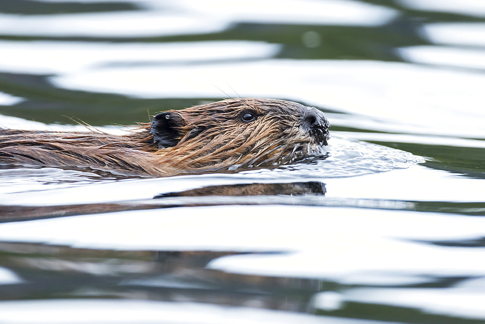 North American beaver (Castor canadensis) swimming on a lake, La Mauricie National Park; Quebec, Canada