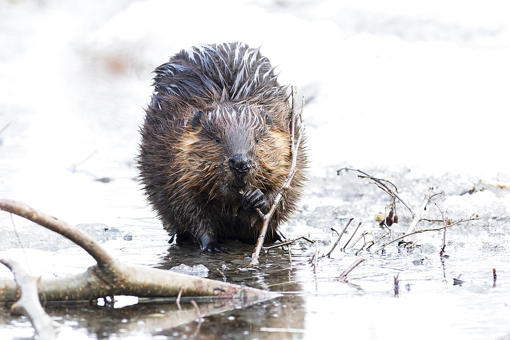 North American beaver (Castor canadensis) eating twigs on a thawed lake; Quebec, Canada